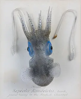 Cephalopoda: Sepiola rondeletii, squid