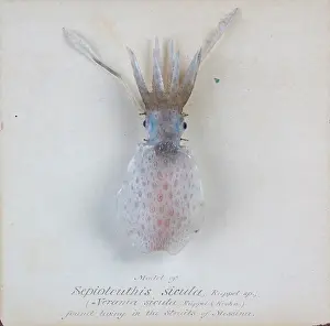 Cephalopoda: Sepioteuthis sicula.jpg
