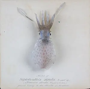 Cephalopoda: Sepioteuthis sicula.jpg