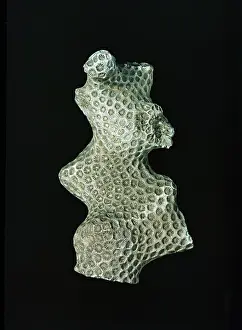 Fortey: Septastraea forbesi, coral