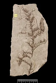 Cupressaceae: Sequoia affinis, fossil tree