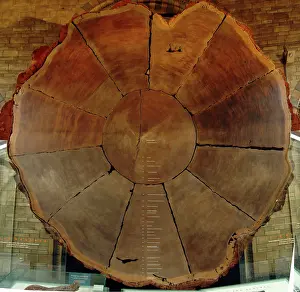 Cupressaceae: Sequoiadendron giganteum, giant sequoia