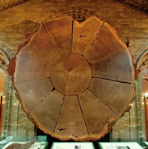 Cupressaceae: Sequoiadendron giganteum, giant sequoia