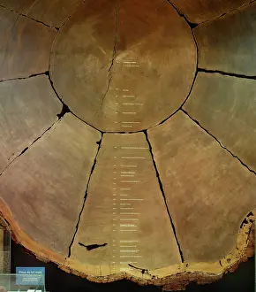 Cupressaceae: Sequoiadendron giganteum, giant sequoia