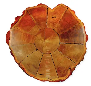 Cupressaceae: Sequoiadendron giganteum, giant sequoia