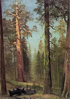Sequoia: Sequoias