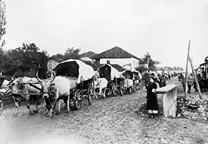 Yokes: Serbian supplies convoy, 1914