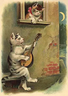Serenading: Serenading Cat