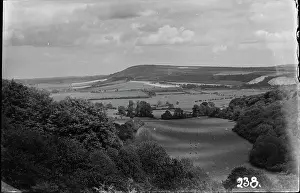 Cows: Serene Countryside Landscape