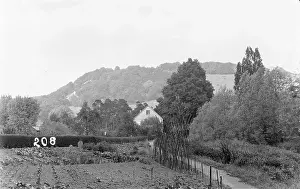 Vegetables: Serene Countryside Scene