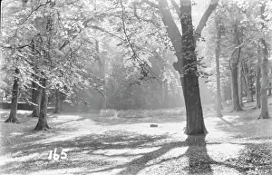 Filtering: Serene Forest Path
