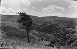 Solitude: Serene Hillside View