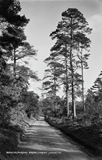 Dirt: A Serene Pathway in Dorking