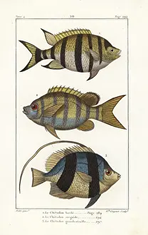 Borde: Sergeant major fish and pennant coralfish