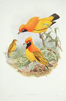Aureus: Sericulus aureus, flame bowerbird