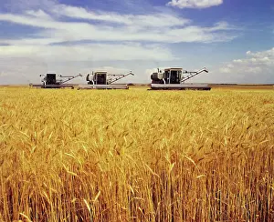 Thresher: Series of Three Grain Harvesters Moving Through Wheat Field