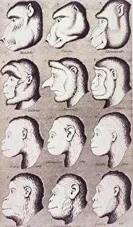 Darwinism: A series of primate heads progressively ?