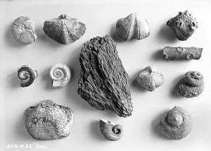 Fossils: Series of unidentified fossils on a light grey background
