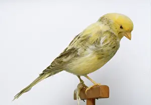 Canaria: Serinus canaria, island canary