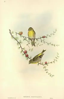 Serin: Serinus serinus, European serin