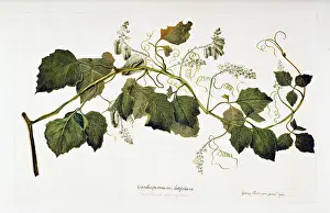 Sapindaceae: Serjania cuspidata