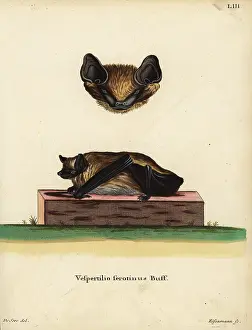 Linn: Serotine bat, Eptesicus serotinus serotinus