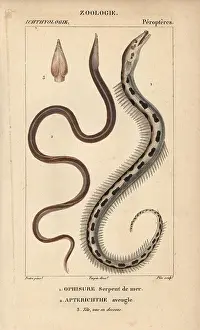 Moray: Serpent eel, Ophisurus serpens, and European