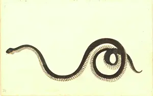 Coil: Serpentes (suborder), snake