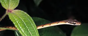 Night Time: Serpentes (suborder), snake