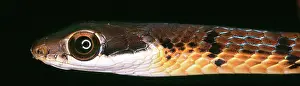 Scaly: Serpentes (suborder), snake