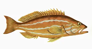 Comber: Serranus cabrilla, or Comber