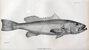 Serranus: Serranus olfax