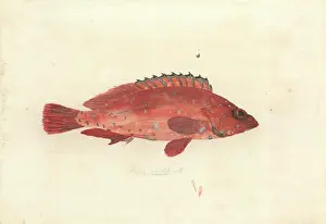 1754 1794: Serranus variolosa