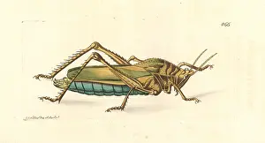 Serrated: Serrate lubber grasshopper, Prionolopha serrata