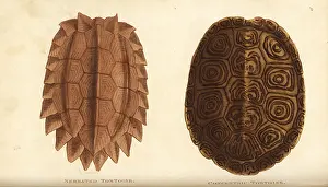 Serrated: Serrated tortoise and diamondback terrapin