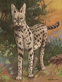 Serval: Serval
