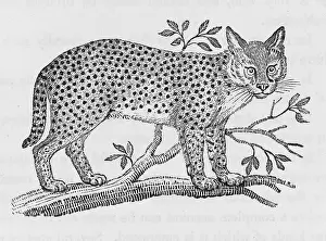 Serval: SERVAL (BEWICK)