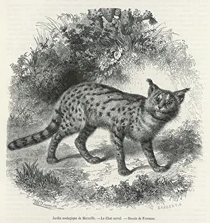 Serval: SERVAL CAT 1857