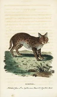 Leptailurus: Serval cat, Leptailurus serval