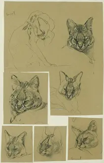 Leptailurus: Serval Heads