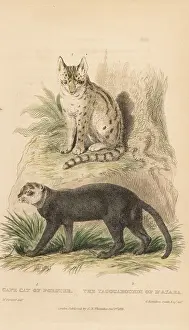 Capensis: Serval and jaguarundi