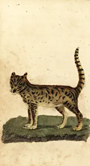 Serval: Serval, Leptailurus serval