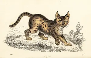 William Rhind: Serval, Leptailurus serval