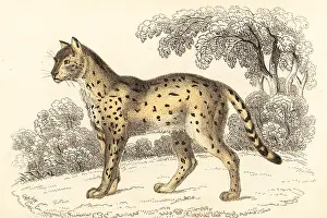 Steel Engraving: Serval, Leptailurus serval