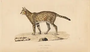 Leptailurus: Serval, Leptailurus serval, of Ferdinand Cuvier