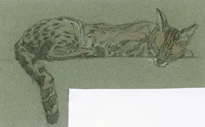 Leptailurus: Serval sleeping