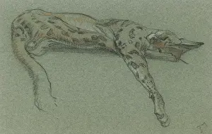 Leptailurus: Serval sleeping