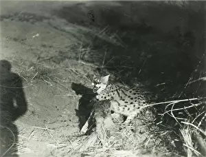 Serval: A Serval in a trap. May 1927