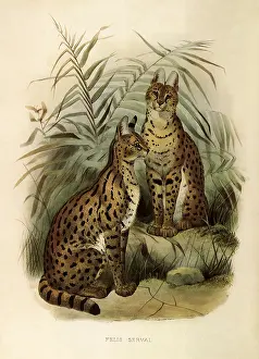 Endearing: Two Servals
