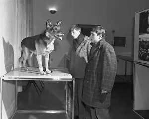 Perpetrators: Service animal - K9